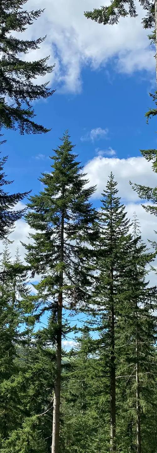 What electric hookup actually means on a campsite